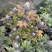 Super Boof + 5Mentarios + GMO y mas