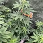 Super Boof + 5Mentarios + GMO y mas