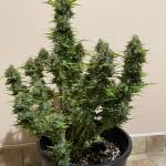 Jack Herer Auto - second grow
