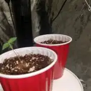 Gorilla Glue - Second Grow