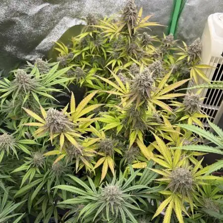 Northern Lights in AutoPot by Zamnesia
