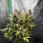 PurplePunch Auto in AutoPot