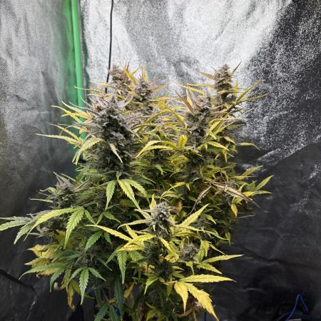 PurplePunch Auto in AutoPot