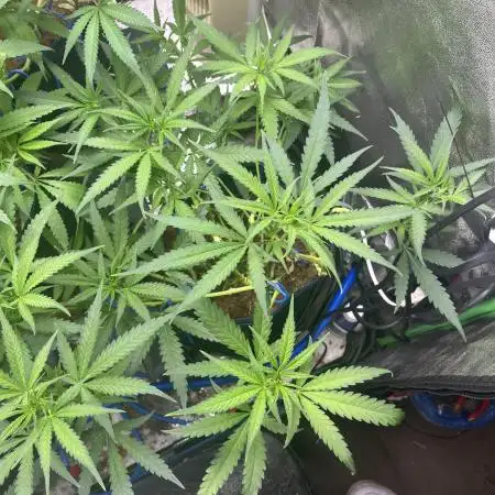 HST Skunk 