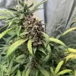 Red Poison / Autopot