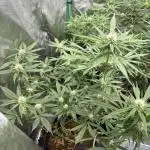 HST Skunk 