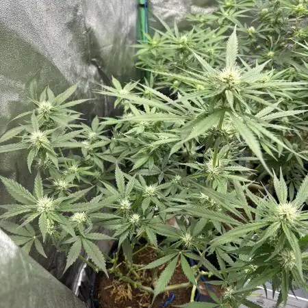 HST Skunk 