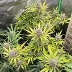 Northern Lights in AutoPot by Zamnesia