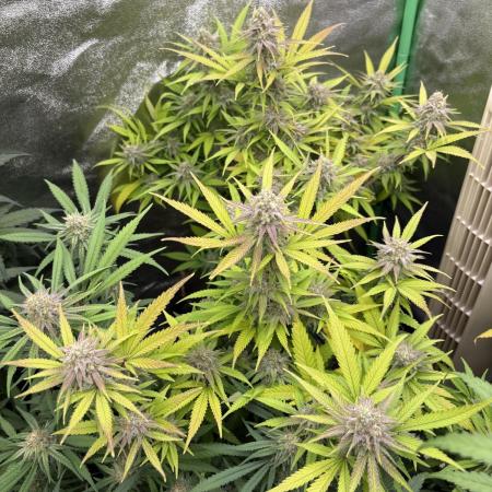 Northern Lights in AutoPot by Zamnesia