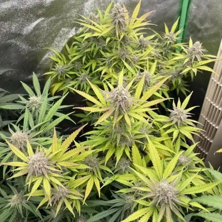 Northern Lights in AutoPot by Zamnesia