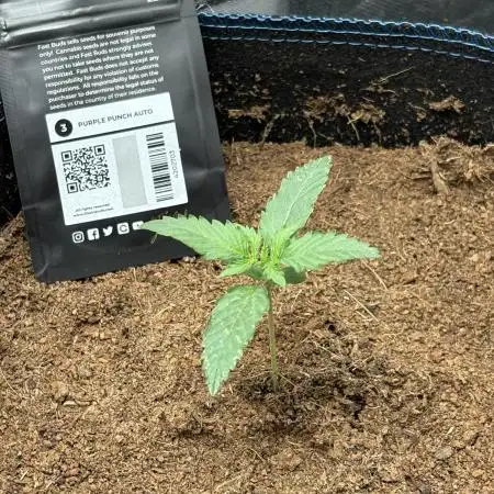 PurplePunch Auto in AutoPot