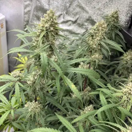 HST Skunk 
