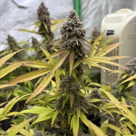 Northern Lights in AutoPot by Zamnesia