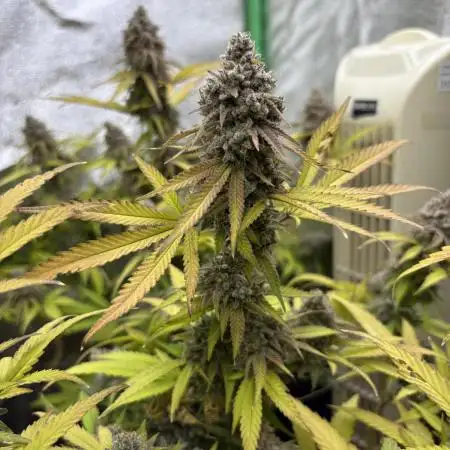 Northern Lights in AutoPot by Zamnesia