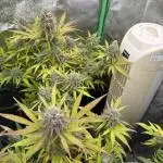 Northern Lights in AutoPot by Zamnesia