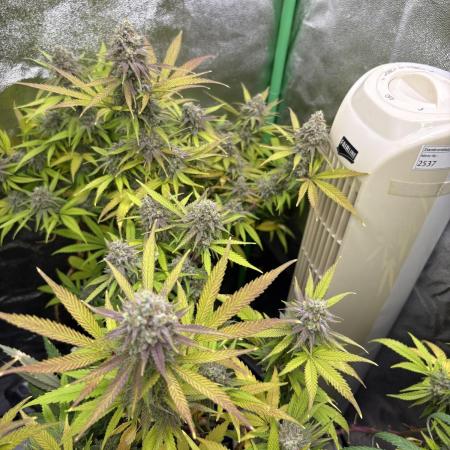 Northern Lights in AutoPot by Zamnesia
