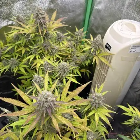Northern Lights in AutoPot by Zamnesia