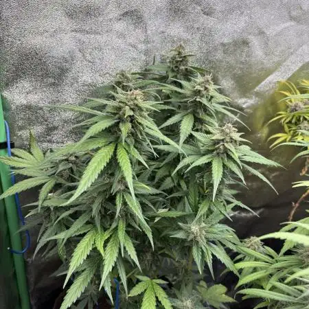 Banan Blaze 🍌 in AutoPot