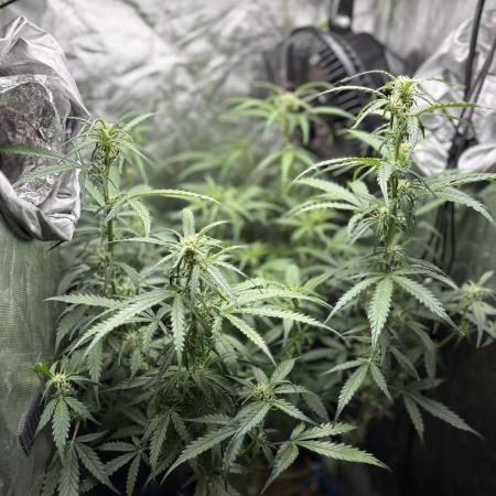 PurplePunch Auto in AutoPot