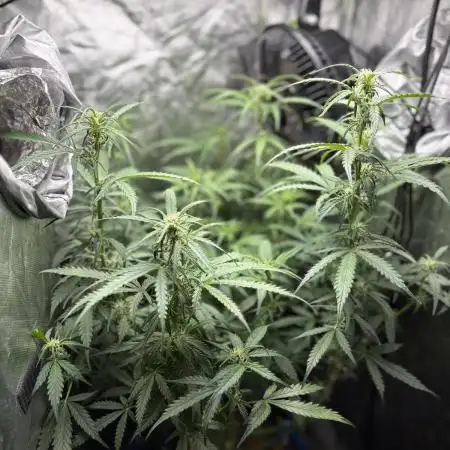 PurplePunch Auto in AutoPot