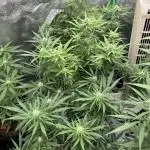 Northern Lights in AutoPot by Zamnesia