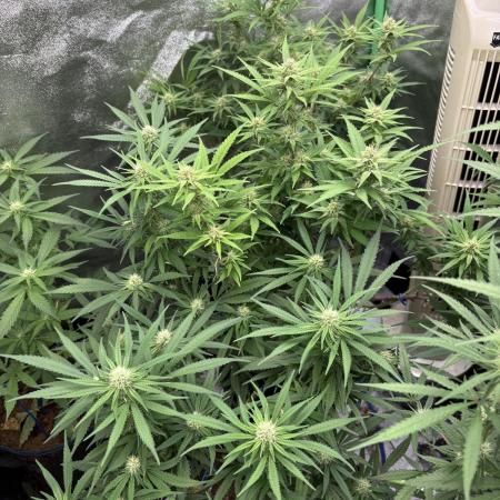 Northern Lights in AutoPot by Zamnesia