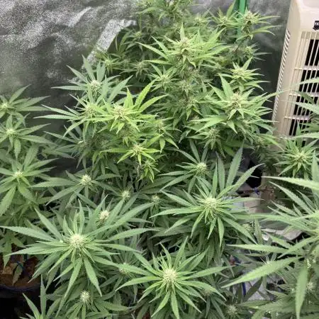 Northern Lights in AutoPot by Zamnesia