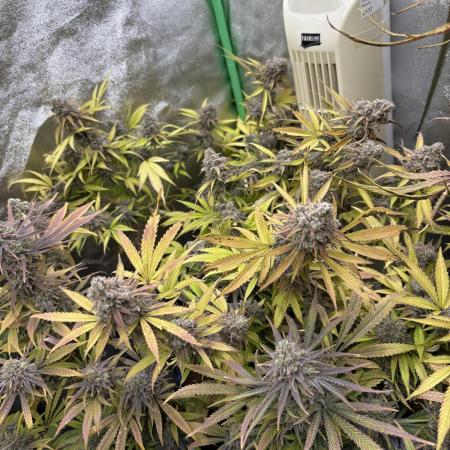 Northern Lights in AutoPot by Zamnesia