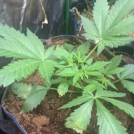 Banan Blaze 🍌 in AutoPot