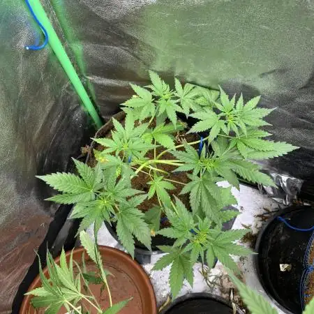 Banan Blaze 🍌 in AutoPot