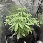 PurplePunch Auto in AutoPot