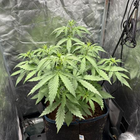 PurplePunch Auto in AutoPot