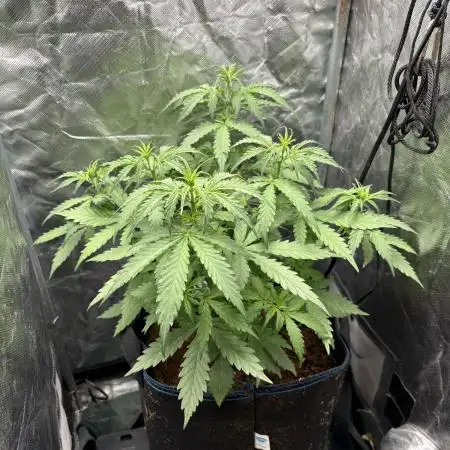 PurplePunch Auto in AutoPot