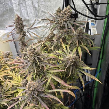 HST Skunk 