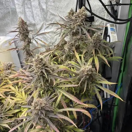 HST Skunk 