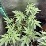 Banan Blaze 🍌 in AutoPot