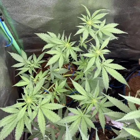 Banan Blaze 🍌 in AutoPot