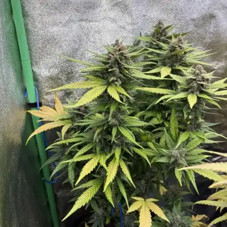 Banan Blaze 🍌 in AutoPot