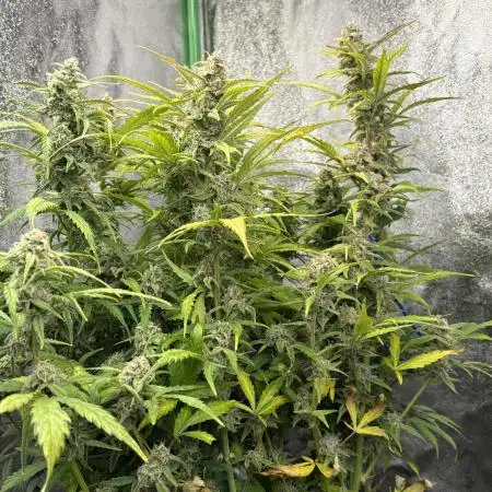 PurplePunch Auto in AutoPot