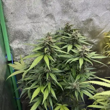 Banan Blaze 🍌 in AutoPot