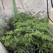 Apple & Banana in AutoPot