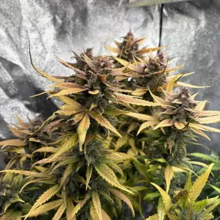 Banan Blaze 🍌 in AutoPot