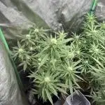HST Skunk 