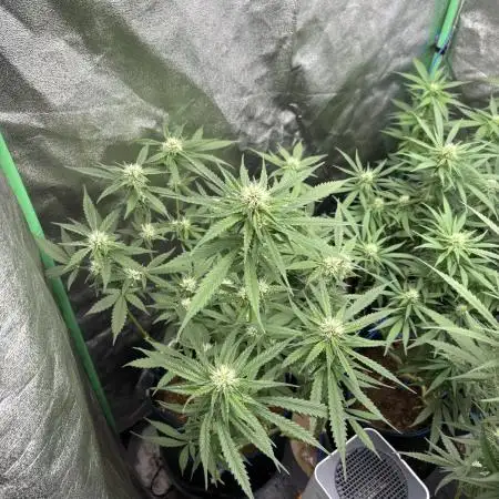 HST Skunk 