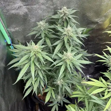 Banan Blaze 🍌 in AutoPot