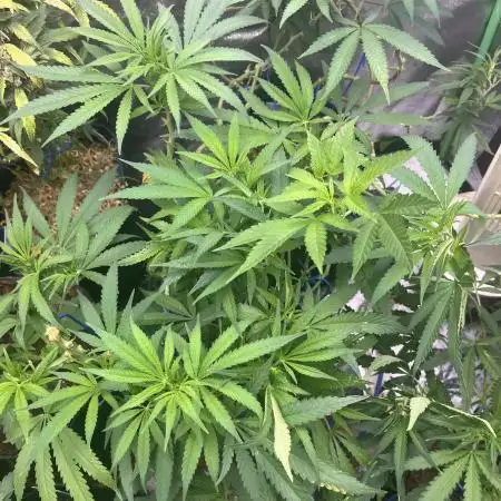 Northern Lights in AutoPot by Zamnesia