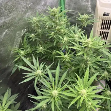 Northern Lights in AutoPot by Zamnesia