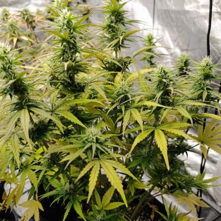 Auto Kabul in AutoPot system