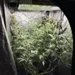 PurplePunch Auto in AutoPot