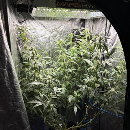 PurplePunch Auto in AutoPot